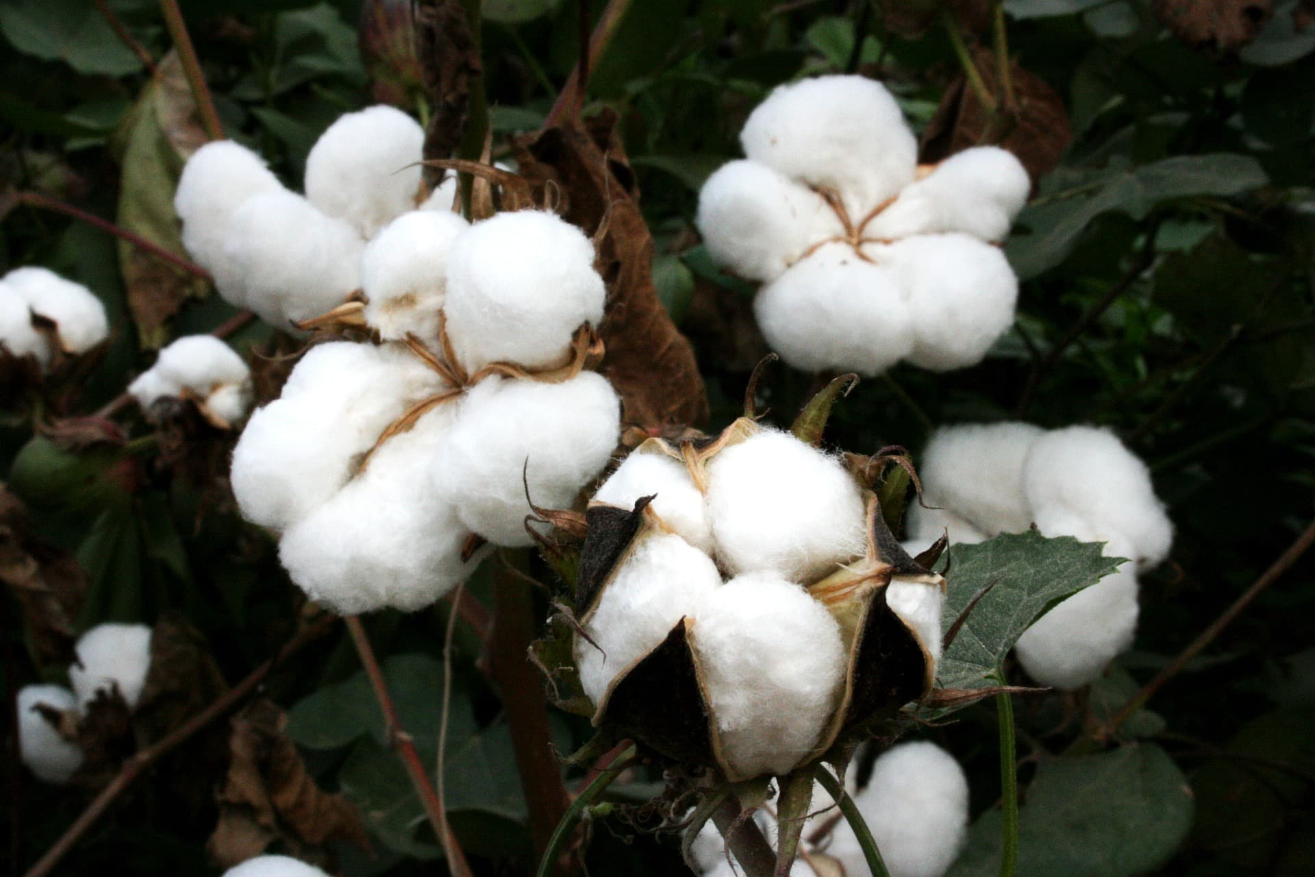 Coton premium - récolte 2025