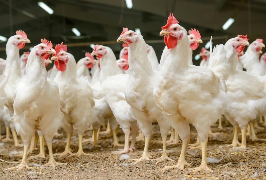 Poulets de chair vivants