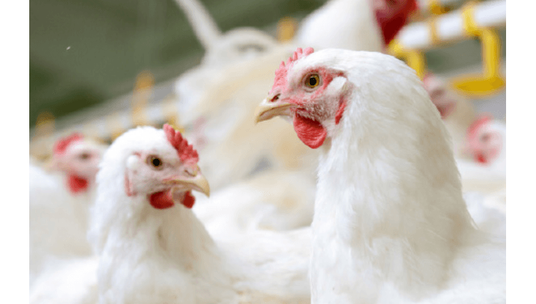 Aliment Démarrage Poulet