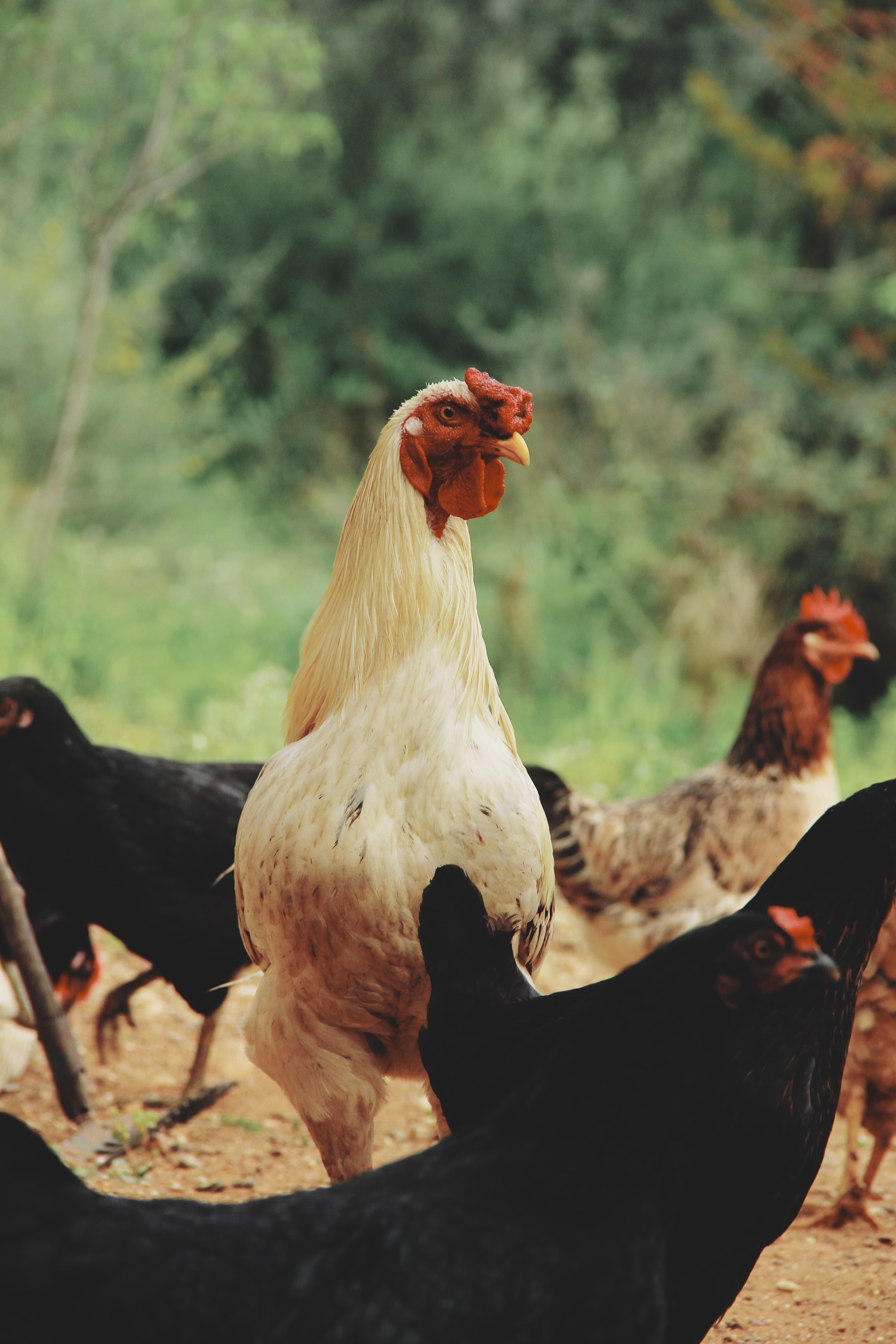 Aliment fermier pour poulet