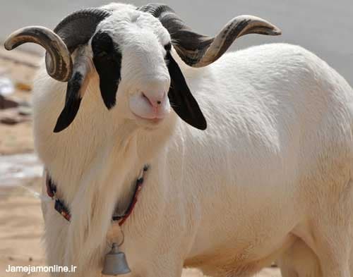 Mouton Touabire